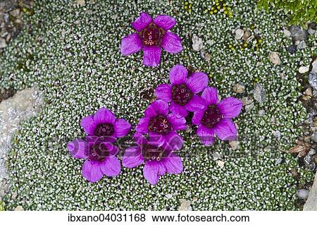 "Rudolph's Saxifrage (Saxifraga rudolphiana), Gamsgrube, High Tauern National Park, Carinthia, Austria, Europe" View Large Photo Image Stock Photo - "Rudolph's Saxifrage (Saxifraga rudolphiana), Gamsgrube, High Tauern National Park, Carinthia, Austria, Europe". Fotosearch