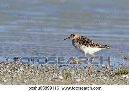 Stock Photograph - "Ruff (Philo pugnax), Apetlon, Burgenland, Austria, Europe". Fotosearch