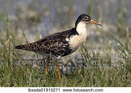 "Ruff (Philo pugnax), male wading through shallow water, Lauwersmeer National Park, Holland, Netherlands, Europe" View Large Photo Image Stock Image - "Ruff (Philo pugnax), male wading through shallow water, Lauwersmeer National Park, Holland, Netherlands, Europe". Fotosearch