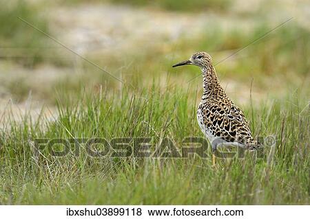"Ruff (Philo pugnax), standing in tall grass, Apetlon, Burgenland, Austria, Europe" View Large Photo Image Stock Photo - "Ruff (Philo pugnax), standing in tall grass, Apetlon, Burgenland, Austria, Europe". Fotosearch