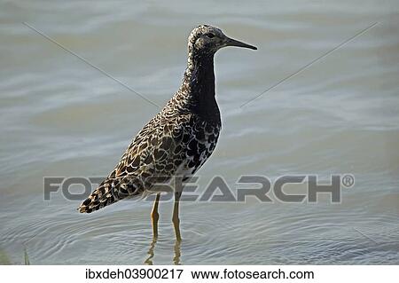 "Ruff (Philomachus pugnax), Burgenland, Austria, Europe" View Large Photo Image Stock Photo - "Ruff (Philomachus pugnax), Burgenland, Austria, Europe". Fotosearch