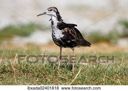 Stock Photo - "Ruff (Philomachus pugnax), male standing on the shore in the grass, Apetlon, Lake Neusiedl, Burgenland, Austria, Europe". Fotosearch