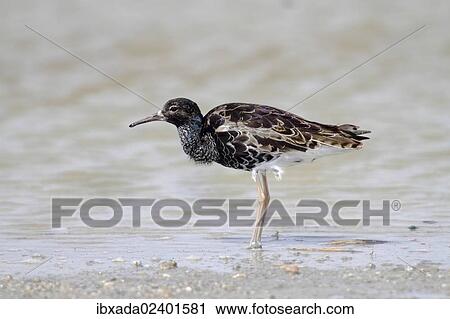 "Ruff (Philomachus pugnax), male wading through shallow water, Apetlon, Lake Neusiedl, Burgenland, Austria, Europe" View Large Photo Image Stock Image - "Ruff (Philomachus pugnax), male wading through shallow water, Apetlon, Lake Neusiedl, Burgenland, Austria, Europe". Fotosearch
