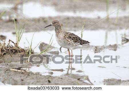 "Ruff (Philomachus pugnax), reeve, female standing in shallow water, Burgenland, Austria, Europe" View Large Photo Image Stock Image - "Ruff (Philomachus pugnax), reeve, female standing in shallow water, Burgenland, Austria, Europe". Fotosearch