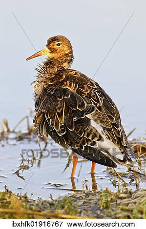 Ruff (Philomachus pugnax) View Large Photo Image Stock Photo - Ruff (Philomachus pugnax). Fotosearch