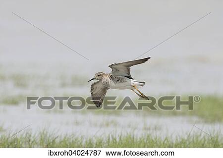 "Ruffs (Philo pugnax) in flight, National Park Lake Neusiedl, Burgenland, Austria, Europe" View Large Photo Image Stock Photo - "Ruffs (Philo pugnax) in flight, National Park Lake Neusiedl, Burgenland, Austria, Europe". Fotosearch