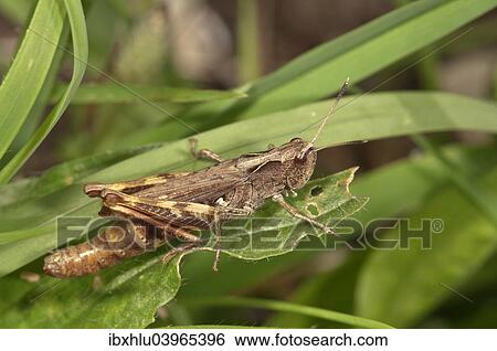 Stock Photograph - "Rufous Grasshopper (Gomphocerippus rufus), female larva, Baden-Wurttemberg, Germany, Europe". Fotosearch