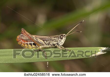 Stock Photograph - "Rufous Grasshopper (Gomphocerus rufus), female, Untergroeningen, Baden-Wuerttemberg, Germany, Europe". Fotosearch