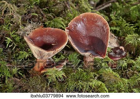 "Rufous Milkcap (Lactarius rufus), Baden-Wurttemberg, Germany, Europe" View Large Photo Image Picture - "Rufous Milkcap (Lactarius rufus), Baden-Wurttemberg, Germany, Europe". Fotosearch