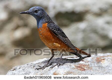 "Rufous-tailed Rock Thrush (Monticola saxatilis), Tyrol, Austria, Europe" View Large Photo Image Stock Photo - "Rufous-tailed Rock Thrush (Monticola saxatilis), Tyrol, Austria, Europe". Fotosearch