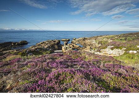 "Rugged coastal landscape with flowering heather (Ericaceae) on the Moray Firth at Tarbat Ness, Scotland, United Kingdom, Europe" View Large Photo Image Picture - "Rugged coastal landscape with flowering heather (Ericaceae) on the Moray Firth at Tarbat Ness, Scotland, United Kingdom, Europe". Fotosearch