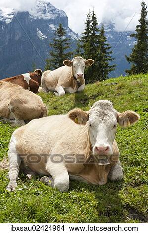 "Ruminating cows (Bos primigenius taurus), traditional farming, mountain farming, green pasture, Schwarzwaldalp near Grindelwald, Bernese Oberland, Canton of Bern, Alps, Switzerland, Europe" View Large Photo Image Picture - "Ruminating cows (Bos primigenius taurus), traditional farming, mountain farming, green pasture, Schwarzwaldalp near Grindelwald, Bernese Oberland, Canton of Bern, Alps, Switzerland, Europe". Fotosearch
