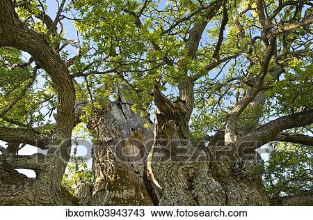 "Rumskulla or Kvill Oak, the oldest oak tree in Sweden, over 1000 years, Rumskulla, Smaland, Sweden, Europe" View Large Photo Image Stock Image - "Rumskulla or Kvill Oak, the oldest oak tree in Sweden, over 1000 years, Rumskulla, Smaland, Sweden, Europe". Fotosearch