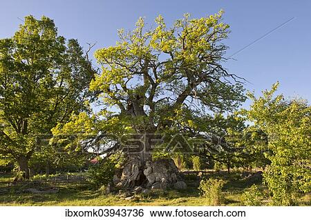 Stock Photograph - "Rumskulla or Kvill Oak, the oldest oak tree in Sweden, over 1000 years, Rumskulla, Smaland, Sweden, Europe". Fotosearch