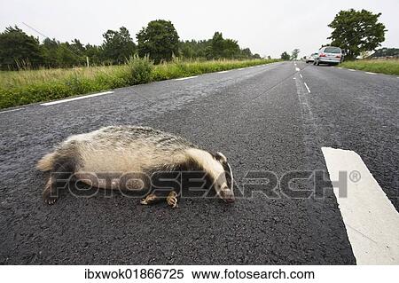 "Run-over badger (Meles meles) on a road, Smaland, South Sweden, Europe" View Large Photo Image Stock Photography - "Run-over badger (Meles meles) on a road, Smaland, South Sweden, Europe". Fotosearch