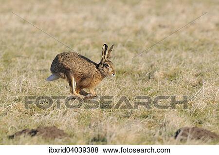 "Running hare (Lepus europaeus) in a meadow, North Rhine-Westphalia, Germany, Europe" View Large Photo Image Stock Photo - "Running hare (Lepus europaeus) in a meadow, North Rhine-Westphalia, Germany, Europe". Fotosearch
