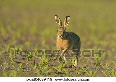 Stock Photo - "Running hare (Lepus europaeus) in a field, North Rhine-Westphalia, Germany, Europe". Fotosearch