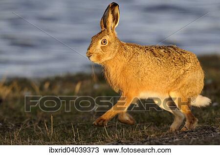 "Running hare (Lepus europaeus) in the evening light, North Rhine-Westphalia, Germany, Europe" View Large Photo Image Stock Image - "Running hare (Lepus europaeus) in the evening light, North Rhine-Westphalia, Germany, Europe". Fotosearch
