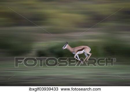 "Running Springbok (Antidorcas marsupialis), Little Karoo, Western Cape, South Africa, Africa" View Large Photo Image Stock Image - "Running Springbok (Antidorcas marsupialis), Little Karoo, Western Cape, South Africa, Africa". Fotosearch