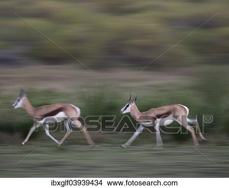 "Running Springboks (Antidorcas marsupialis), Little Karoo, Western Cape, South Africa, Africa" View Large Photo Image Picture - "Running Springboks (Antidorcas marsupialis), Little Karoo, Western Cape, South Africa, Africa". Fotosearch