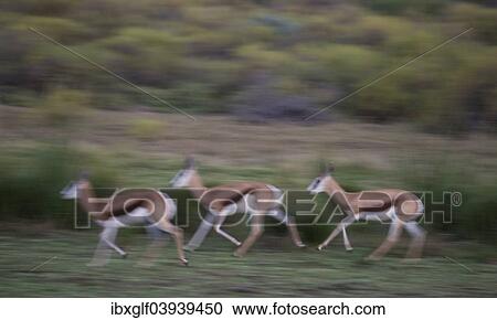 "Running Springboks (Antidorcas marsupialis), Little Karoo, Western Cape, South Africa, Africa" View Large Photo Image Stock Image - "Running Springboks (Antidorcas marsupialis), Little Karoo, Western Cape, South Africa, Africa". Fotosearch