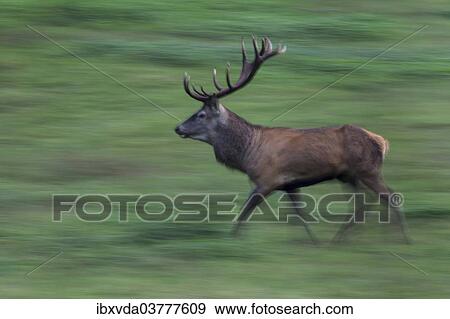 "Running stag (Cervus elaphus), Arnsberg Forest, North Rhine-Westphalia, Germany, Europe" View Large Photo Image Stock Photo - "Running stag (Cervus elaphus), Arnsberg Forest, North Rhine-Westphalia, Germany, Europe". Fotosearch