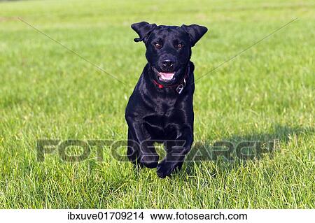 "Running young black Labrador Retriever dog (Canis lupus familiaris), male, domestic dog" View Large Photo Image Picture - "Running young black Labrador Retriever dog (Canis lupus familiaris), male, domestic dog". Fotosearch