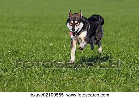 "Running young Siberian Husky dog (Canis lupus familiaris) male, domestic dog" View Large Photo Image Stock Photography - "Running young Siberian Husky dog (Canis lupus familiaris) male, domestic dog". Fotosearch