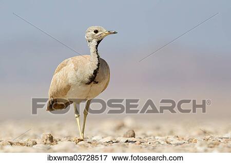 "Ruppell's Korhaan or Ruppell's Bustard (Eupodotis rueppellii), Etosha National Park, Namibia, Africa" View Large Photo Image Stock Photo - "Ruppell's Korhaan or Ruppell's Bustard (Eupodotis rueppellii), Etosha National Park, Namibia, Africa". Fotosearch