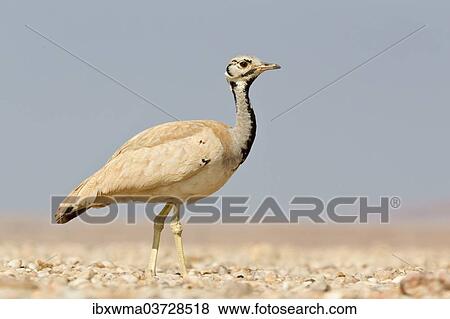 "Ruppell's Korhaan or Ruppell's Bustard (Eupodotis rueppellii), Etosha National Park, Namibia, Africa" View Large Photo Image Stock Photo - "Ruppell's Korhaan or Ruppell's Bustard (Eupodotis rueppellii), Etosha National Park, Namibia, Africa". Fotosearch