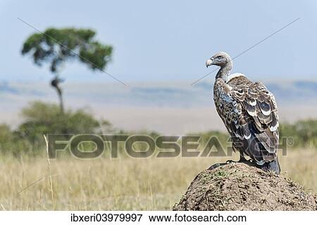Stock Photo - "Ruppell's Vulture (Gyps rueppellii), Maasai Mara, Kenya, Africa". Fotosearch