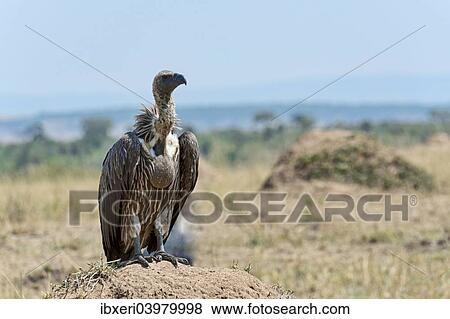 "Ruppell's Vulture (Gyps rueppellii), Maasai Mara, Kenya, Africa" View Large Photo Image Stock Photo - "Ruppell's Vulture (Gyps rueppellii), Maasai Mara, Kenya, Africa". Fotosearch
