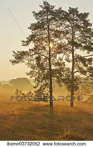 "Rural morning mood with a French farmhouse in the late summer early morning fog, Montagnac-la-Crempse, Bergerac, Departement Dordogne, Aquitaine, France, Europe" View Large Photo Image Stock Image - "Rural morning mood with a French farmhouse in the late summer early morning fog, Montagnac-la-Crempse, Bergerac, Departement Dordogne, Aquitaine, France, Europe". Fotosearch