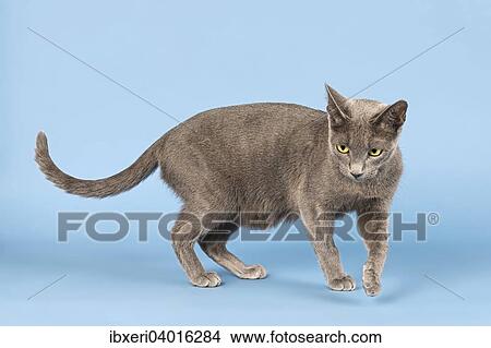 "Russian blue cat, 2 years" View Large Photo Image Picture - "Russian blue cat, 2 years". Fotosearch