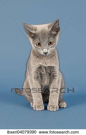 "Russian Blue cat, kitten, 10 weeks" View Large Photo Image Stock Image - "Russian Blue cat, kitten, 10 weeks". Fotosearch
