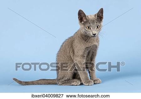 Stock Photo - "Russian Blue cat, kitten, 10 weeks". Fotosearch