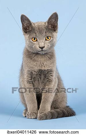 "Russian Blue cat, kitten, 10 weeks" View Large Photo Image Stock Photograph - "Russian Blue cat, kitten, 10 weeks". Fotosearch