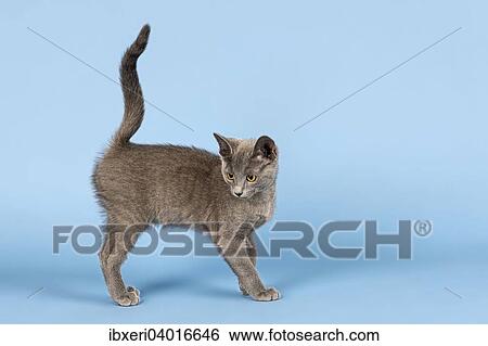 "Russian Blue cat, kitten, 10 weeks" View Large Photo Image Stock Photograph - "Russian Blue cat, kitten, 10 weeks". Fotosearch