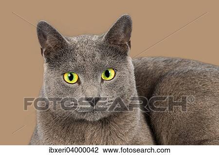 "Russian Blue cat, portrait" View Large Photo Image Stock Image - "Russian Blue cat, portrait". Fotosearch