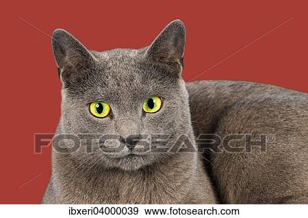 "Russian Blue cat, portrait" View Large Photo Image Stock Photo - "Russian Blue cat, portrait". Fotosearch