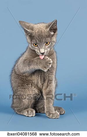 "Russian Blue Kitten, 10 weeks, licking paw" View Large Photo Image Stock Photo - "Russian Blue Kitten, 10 weeks, licking paw". Fotosearch