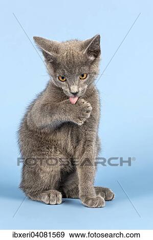 "Russian Blue Kitten, 10 weeks, licking paw" View Large Photo Image Stock Photo - "Russian Blue Kitten, 10 weeks, licking paw". Fotosearch