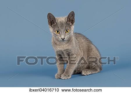 "Russian Blue Kitten, 10 weeks" View Large Photo Image Stock Image - "Russian Blue Kitten, 10 weeks". Fotosearch
