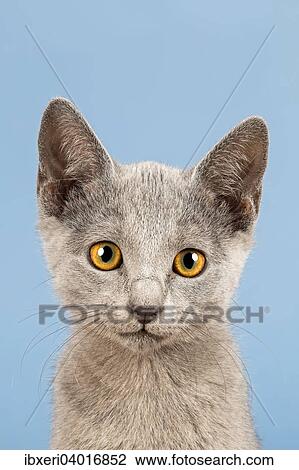 Stock Image - "Russian Blue Kitten, 10 weeks". Fotosearch