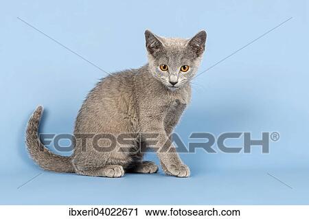 "Russian Blue Kitten, 10 weeks" View Large Photo Image Stock Image - "Russian Blue Kitten, 10 weeks". Fotosearch