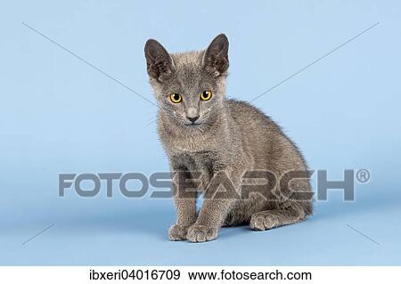 "Russian Blue Kitten, 10 weeks" View Large Photo Image Stock Photo - "Russian Blue Kitten, 10 weeks". Fotosearch