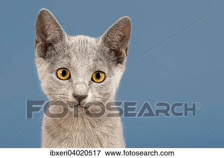 "Russian Blue Kitten, 10 weeks" View Large Photo Image Stock Photo - "Russian Blue Kitten, 10 weeks". Fotosearch