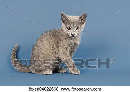 "Russian Blue Kitten, 10 weeks" View Large Photo Image Stock Photo - "Russian Blue Kitten, 10 weeks". Fotosearch