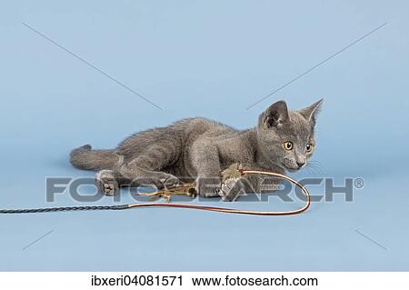 "Russian Blue Kitten, 10 weeks, with cat toy" View Large Photo Image Stock Image - "Russian Blue Kitten, 10 weeks, with cat toy". Fotosearch