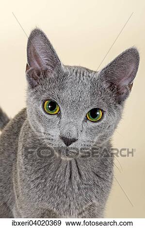"Russian Blue, male kitten, 20 weeks" View Large Photo Image Stock Photo - "Russian Blue, male kitten, 20 weeks". Fotosearch
